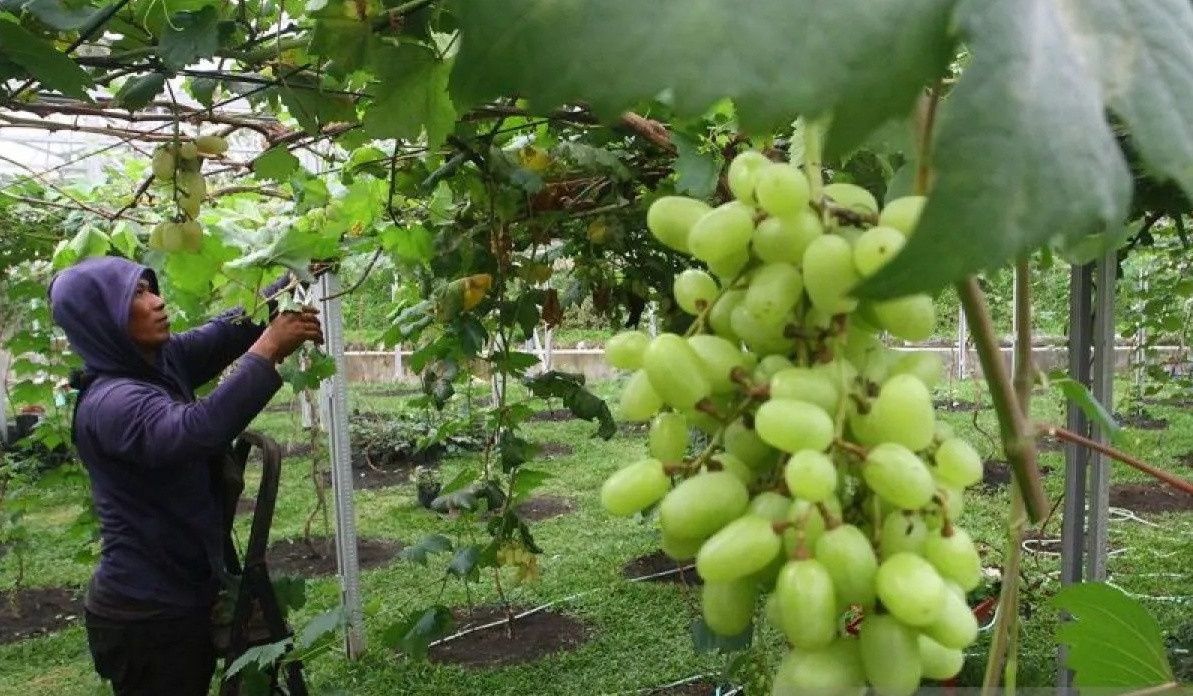 ANGGUR HIJAU: Arsip foto - Pekerja memotong daun tanaman anggur hijau varietas shine muscat yang dibudidayakan di kebun Gamma Grape Experience, Pakis, Malang, Jawa Timur, Selasa (14/5/2024).