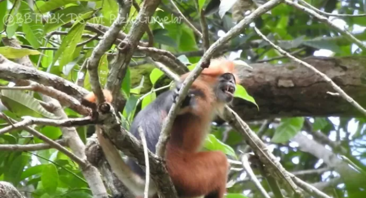 Lutung Sentarum atau Langur Borneo (Presbytis Chrysomelas Cruciger), adalah salah satu satwa langka endemik Kalimantan Barat (Kalbar).
