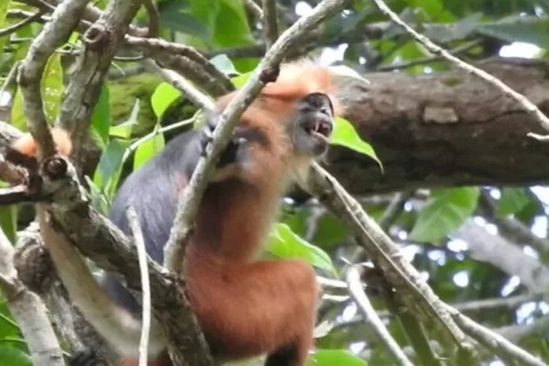 LANGKA: Lutung Sentarum atau Langur Borneo (Presbytis Chrysomelas Cruciger), adalah salah satu satwa langka endemik Kalimantan Barat.