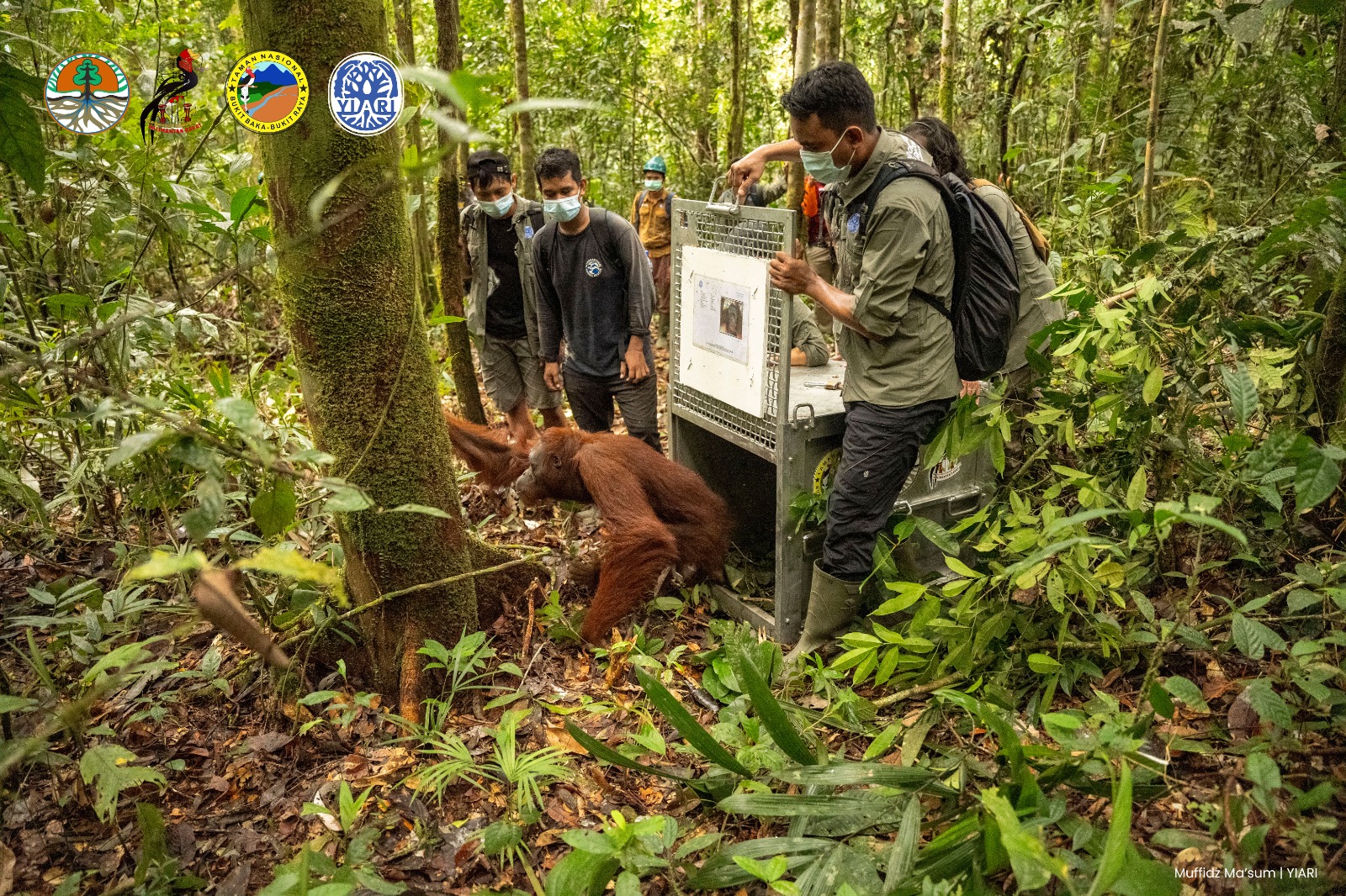 DILEPAS: Sejumlah orangutan dilepasliarkan kembali di kawasan Taman Nasional Bukit Baka Bukit Raya.