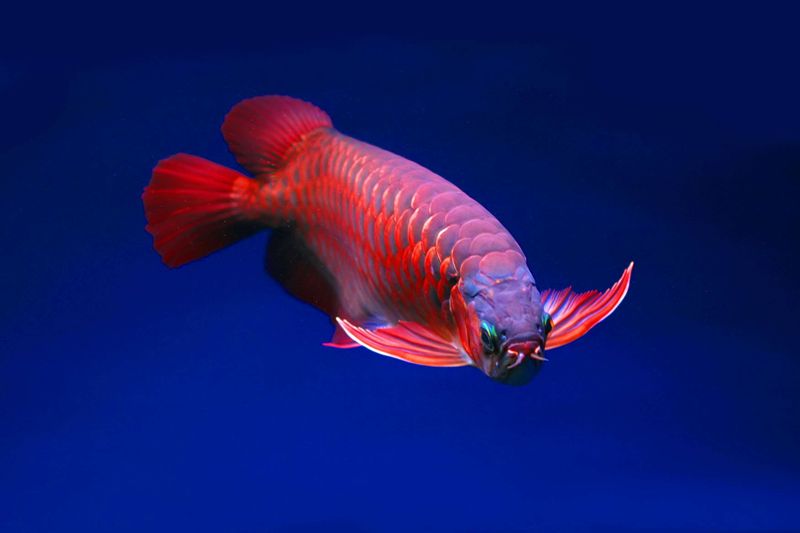 Ikan arwana super red.