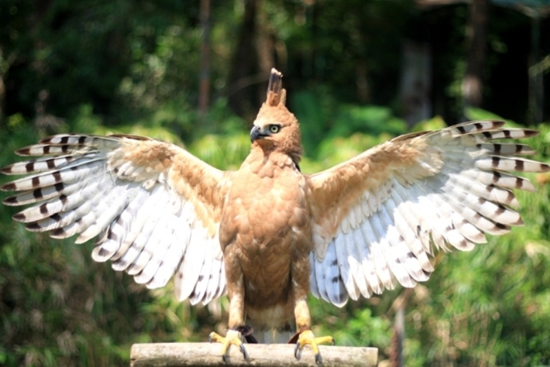 Burung Elang Jawa.