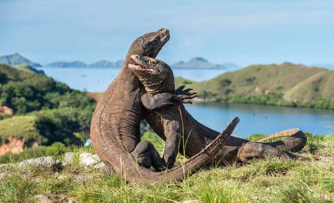 Komodo.
