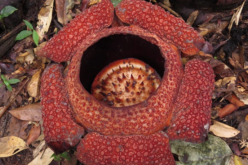 Rafflesia arnoldii.