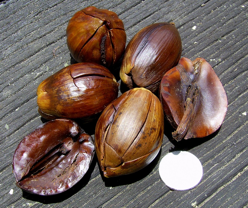 Biji Buah Tengkawang.