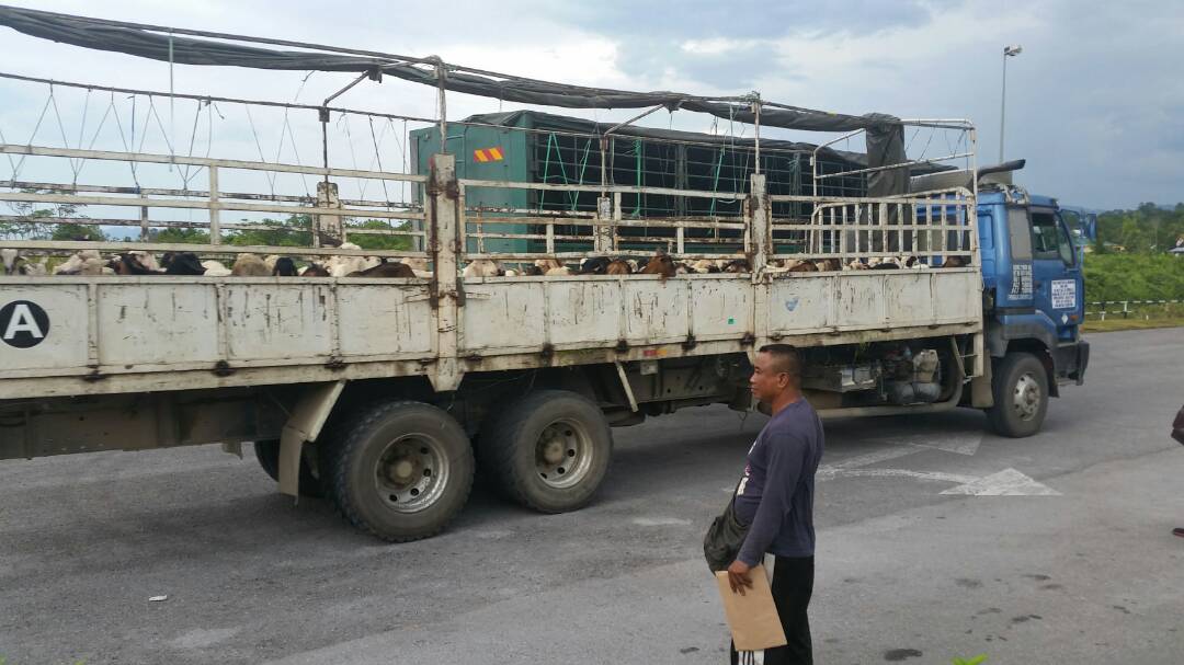 Ekspor kambing dari Kalimantan Barat ke Sarawak yang melalui PLBN Entikong beberapa tahun lalu.