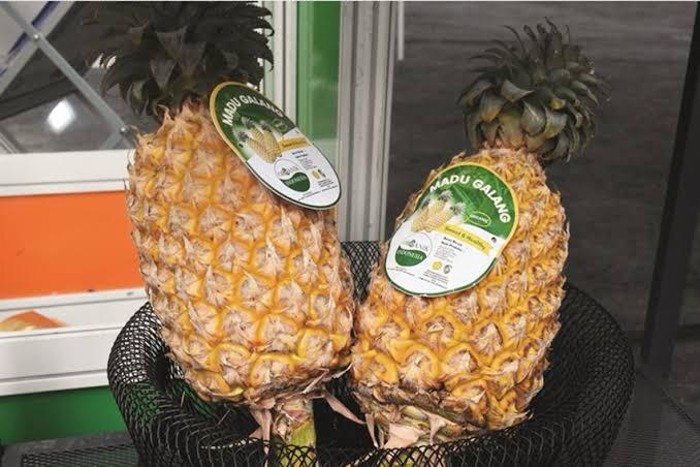 Nanas madu organik Galang.