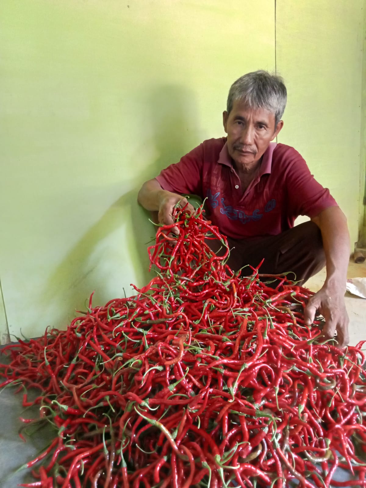 Petani Cabai di Kabupeten Melawi