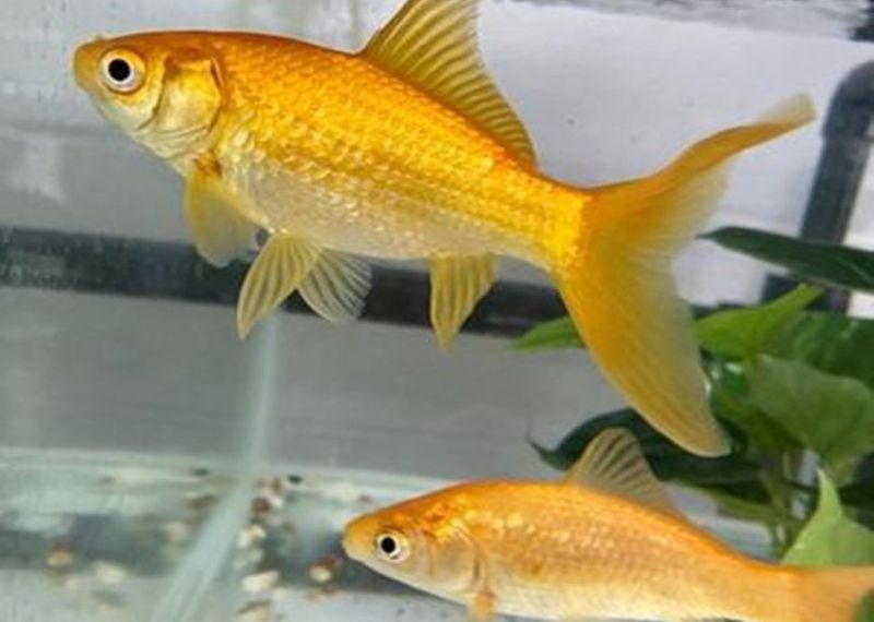 Ilustrasi Ikan Mas.