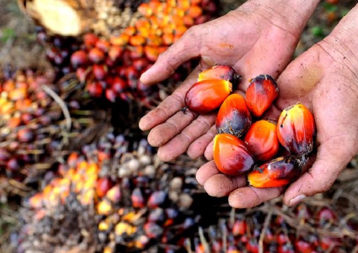Kelapa Sawit.