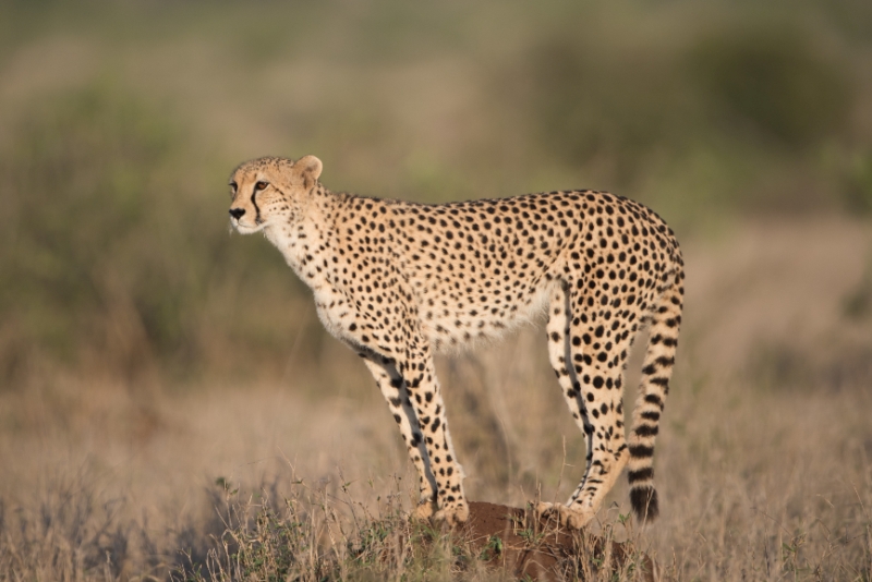 Seekor citah berdiri di atas batu melihat mangsanya.