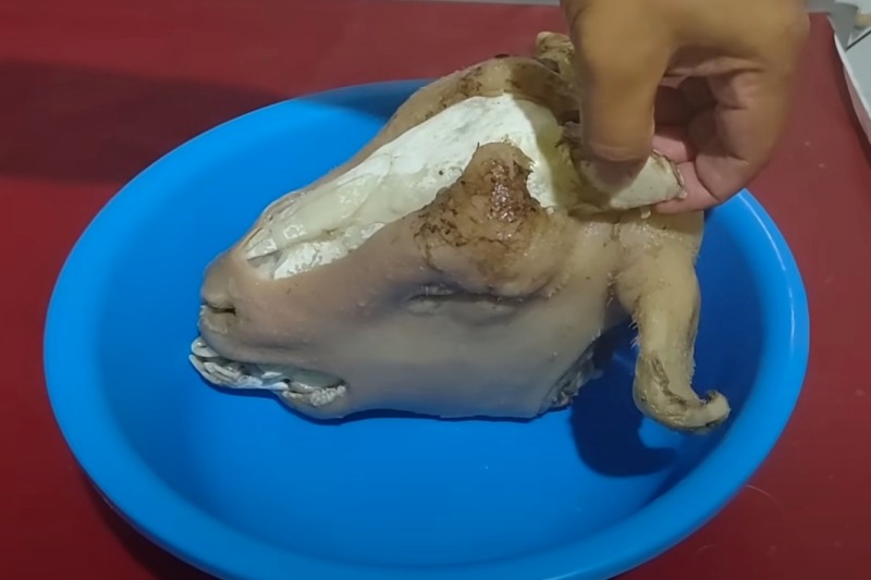 Ilustrasi membersihkan kepala kambing dengan air panas.