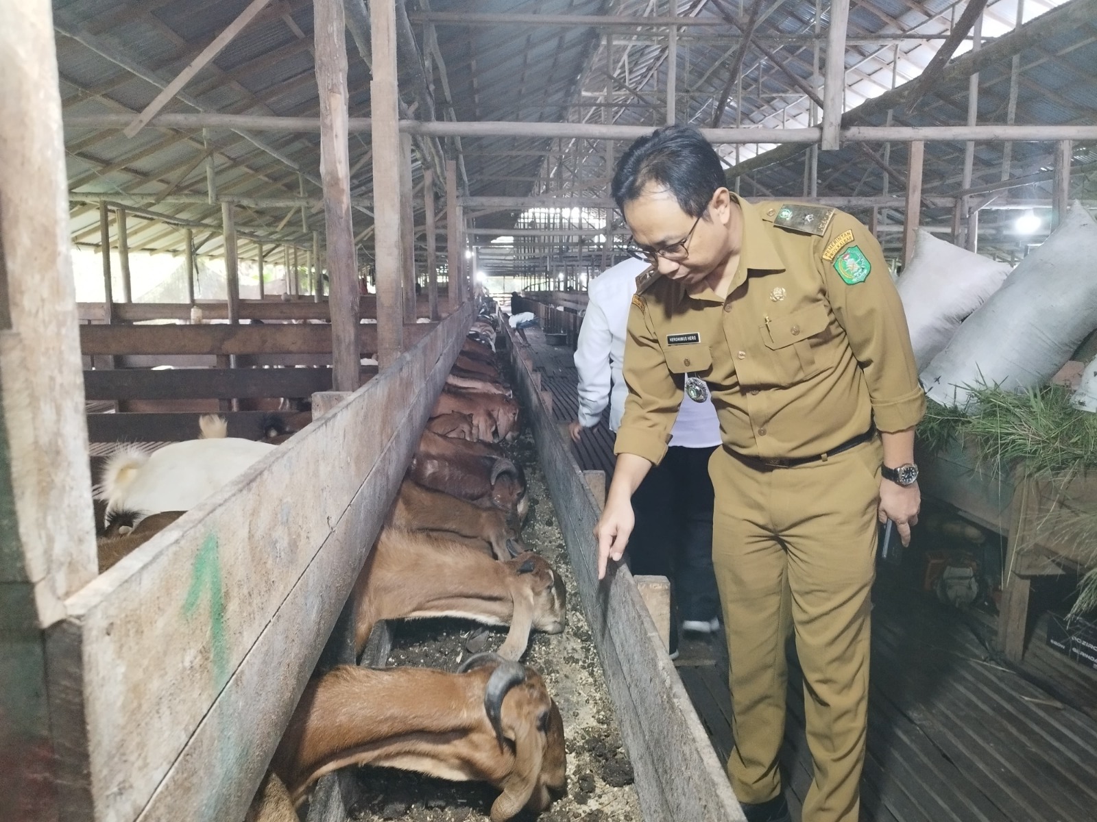 PANTAU: Kepala Disbunnak Kalbar, Heronimus Hero saat memantau salah satu peternakan kambing di Kalbar.