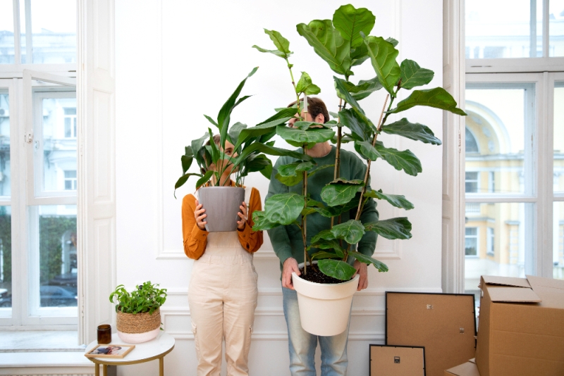 Ilustrasi merawat tanaman Ficus Lyrata (Fiddle Leaf Fig) di dalam rumah.