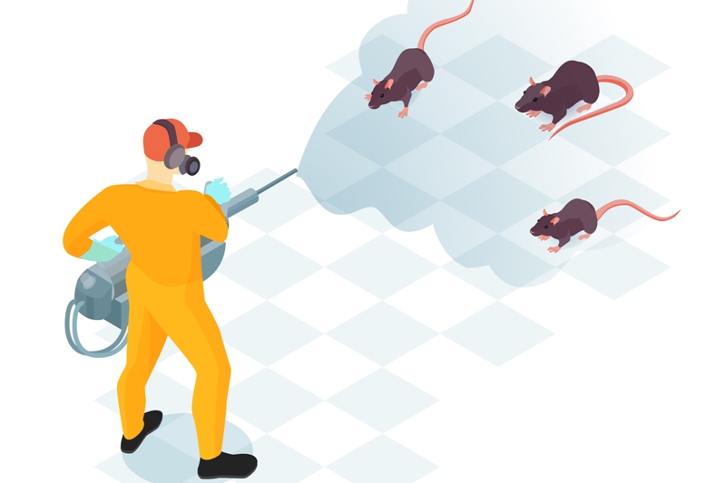 Ilustrasi membasmi tikus.