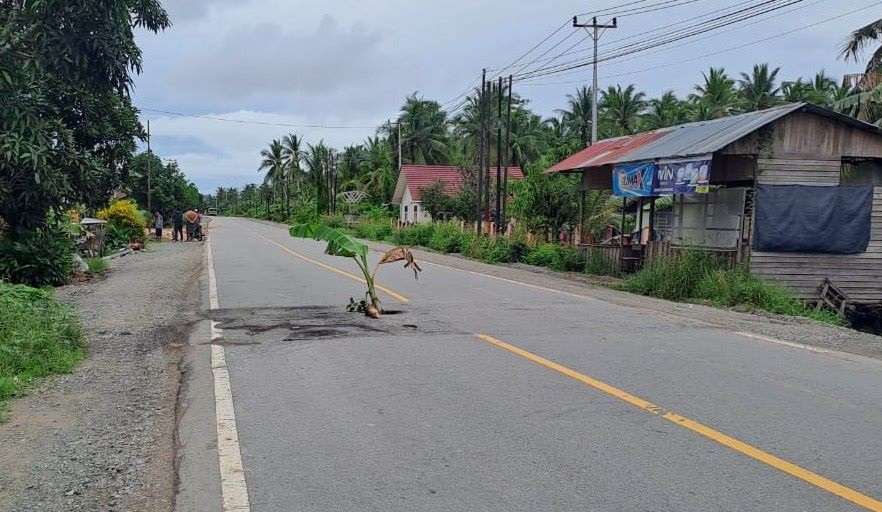 BENTUK PROTES: Jalan nasional di Desa Sui Dungun ditanami pohon pisang.