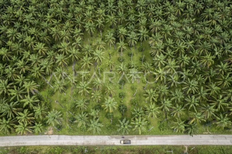 KEBUN SAWIT: Petani dan pelaku usaha di sektor sawit meminta pemerintahan Presiden Prabowo Subianto segera membentuk badan khusus untuk membenahi tata kelola sawit.
