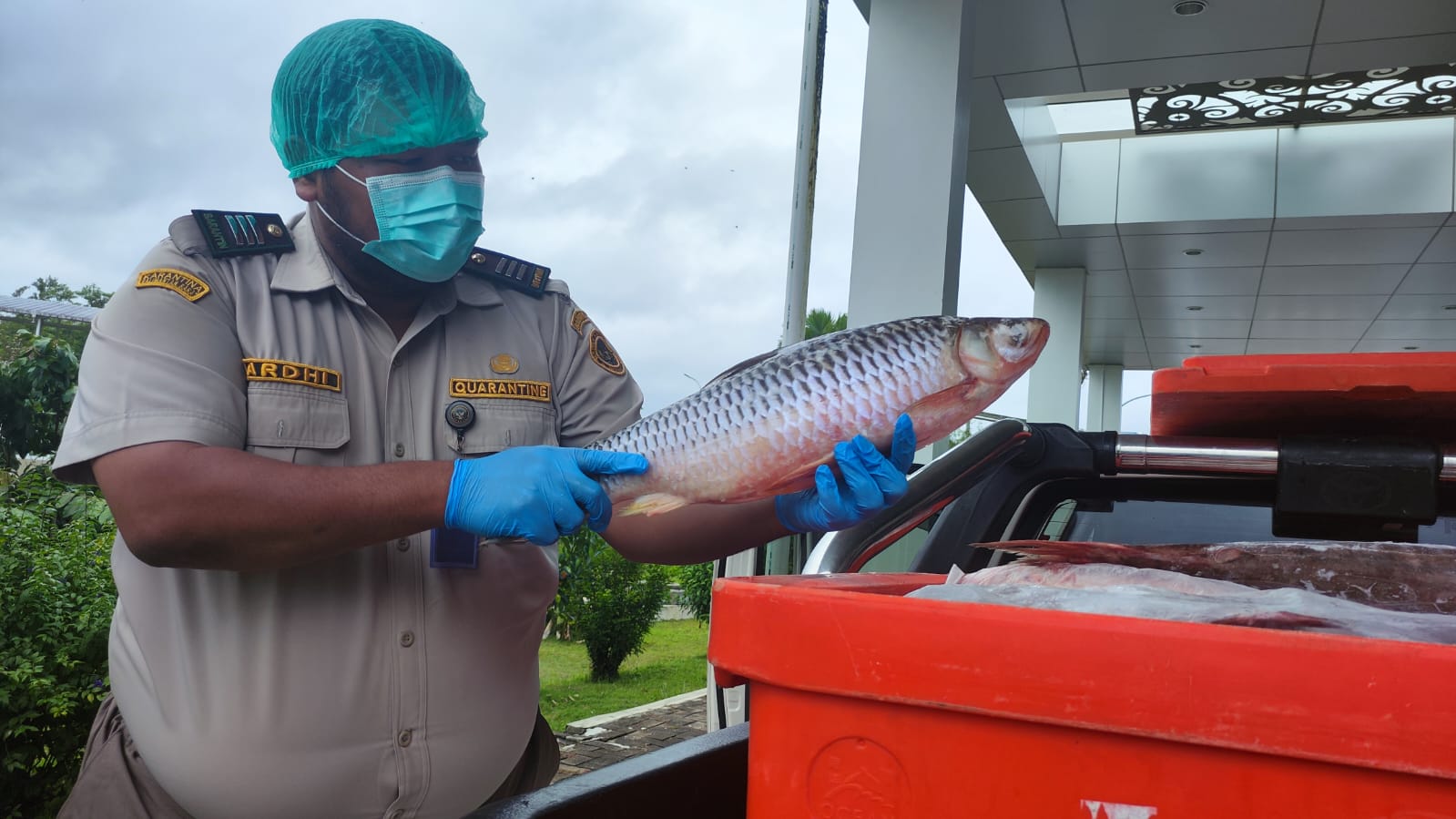 KOMODITAS EKSPOR: Ikan Jelawat asli dari perairan Kapuas Hulu ini mampu tembus pasar internasional tepatnya di Malaysia.