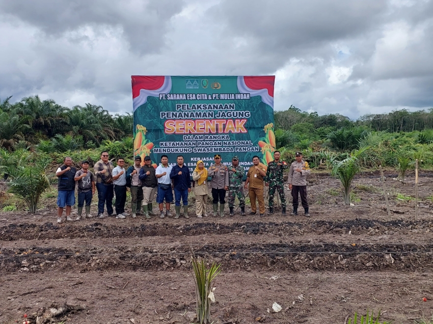 PT SEC dan PT MI melakukan penanaman jagung di lahan perkebunan pada Selasa (21/1).