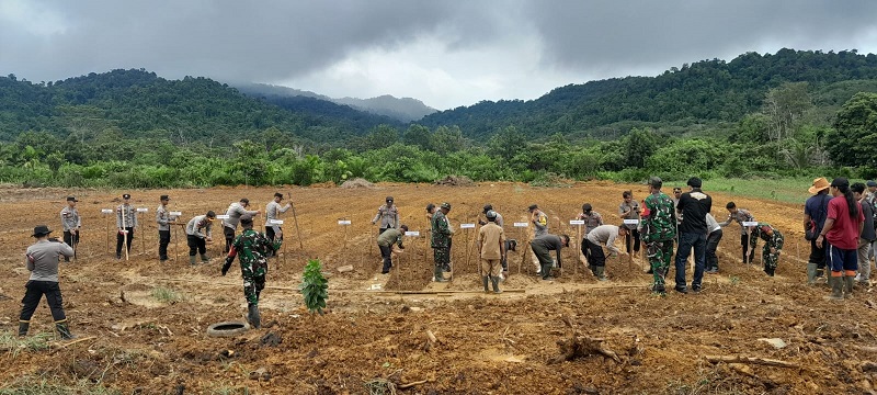 TANAM SERENTAK: Jajaran Polres Sambas, TNI, dan masyarakat melakukan penanaman jagung di di Asuansang, Desa Sungai Bening, Kecamatan Sajingan Besar, Selasa (21/1).