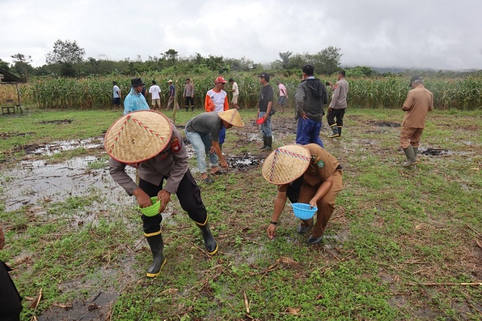 TANAM JAGUNG: Penanaman jagung di Kelurahan Nyarumkop, Kecamatan Singkawang Timur, Kota Singkawang pada Selasa (21/1).