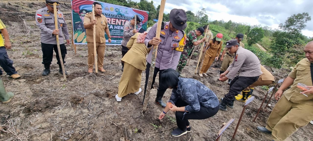 TANAM. Penanaman jagung serentak oleh jajaran Forkompimcam Kapuas bersama, Lurah, Kepala desa, BPP dan kelompok tani, Selasa (21/1) kemarin.