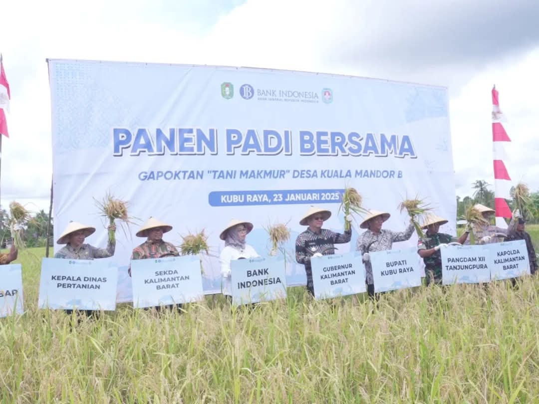 Pj Bupati Kubu Raya, Syarif Kamaruzaman bersama Pj Gubernur Kalbar Harisson mengikuti panen raya Gapoktan Tani Makmur di Desa Kuala Mandor B, Kecamatan Kuala Mandor B pada Kamis (23/1).