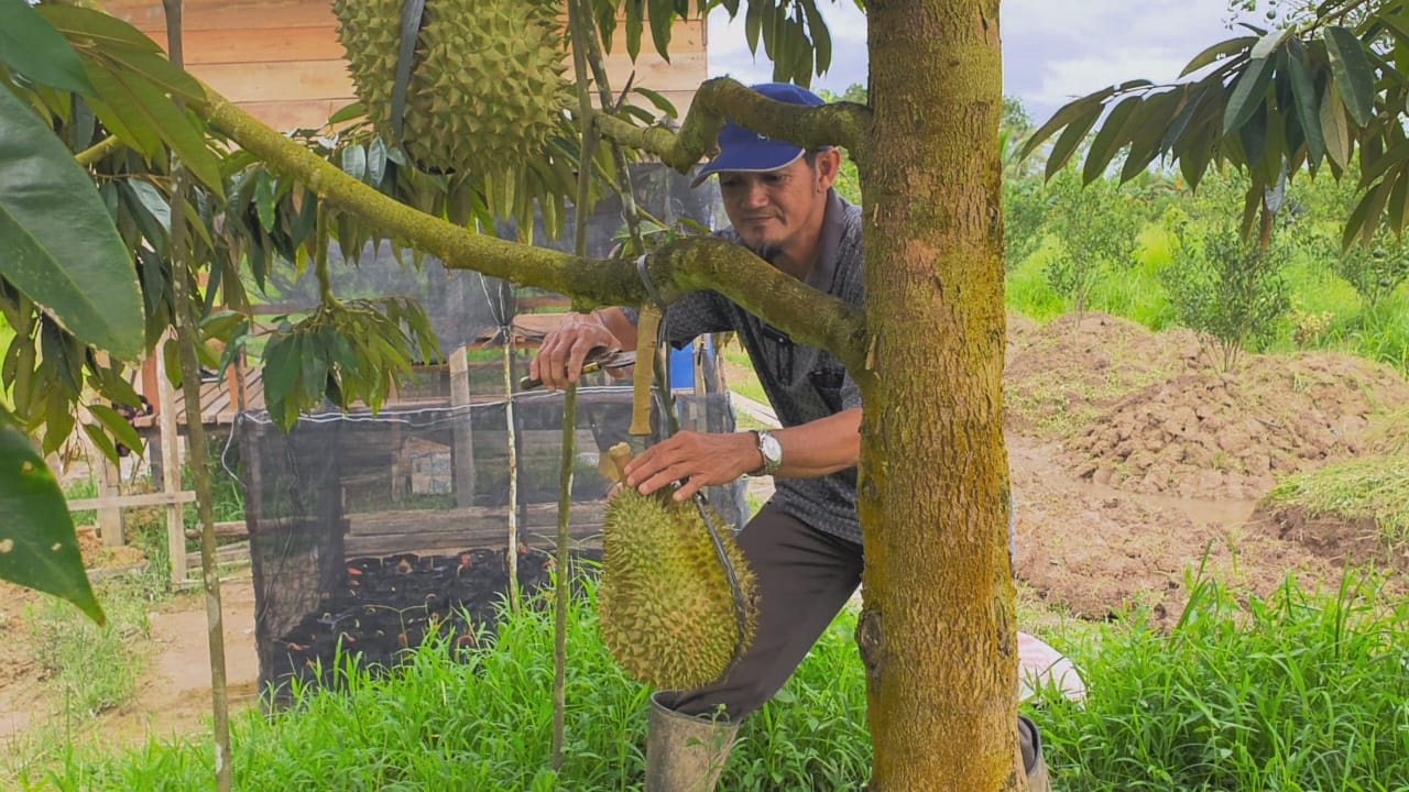 Warga Sambas, Saputra saat memanen durian hasil budidayanya.