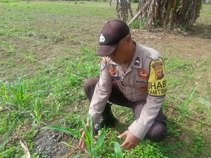 KETAHANAN PANGAN: Bhabinkamtibmas Desa Sepangah, Kecamatan Air Besar melakukan monitoring tumbuh kembang bibit jagung dalam rangka menyukseskan program ketahanan pangan nasional.