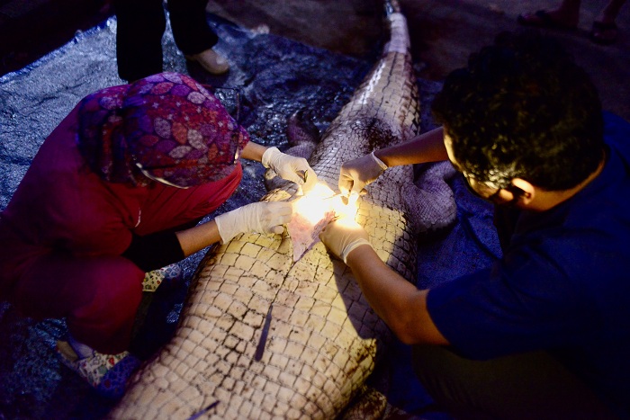 BPSPL Pontianak saat melakukan bedah bangkai (nekropsi) terhadap seekor buaya muara.
