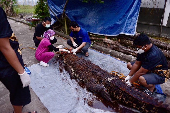 BEDAH BANGKAI: BPSPL Pontianak saat melakukan bedah bangkai (nekropsi) terhadap seekor buaya muara (Crocodylus porosus) yang mati usai ditangkap warga, Minggu (09/2/2025).