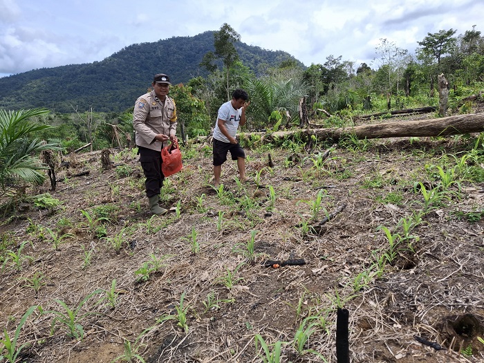 TINJAU KEBUN: Anggota Polsek Sengah Temila melakukan pemantauan tanaman jagung dalam program ketahanan pangan yang dicanangkan oleh Presiden Prabowo Subianto. (Istimewa)