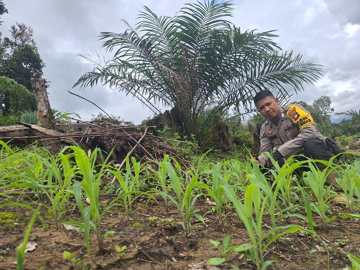 TINJAU: Bhabinkamtibmas Polsek Ngabang, Bripka Agus Pribadi meninjau kebun jagung di di Dusun Sengkeruh, Desa Muun, Kecamatan Ngabang, pada Rabu (12/2).