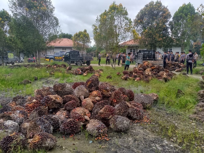 PENANGKAPAN: Polres Sambas saat melakukan penangkapan tindak pidana pencurian buah sawit dan pertambangan ilegal di Sajingan Besar, pada Selasa (11/2).