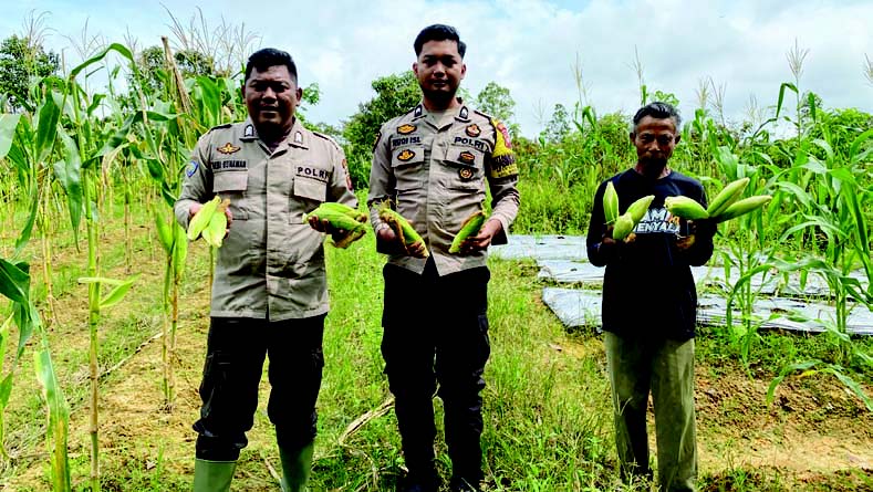 JAGUNG : Panen jagung yang dilakukan polisi dan petani di Kecamatan Boyan Tanjung.