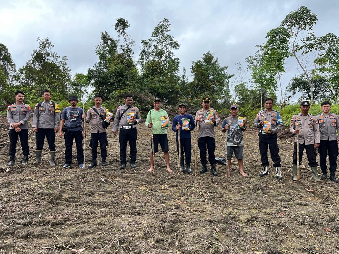 IST  SERENTAK: Penanaman jagung serentak yang dilakukan Polsek Badau bersama petani setempat.