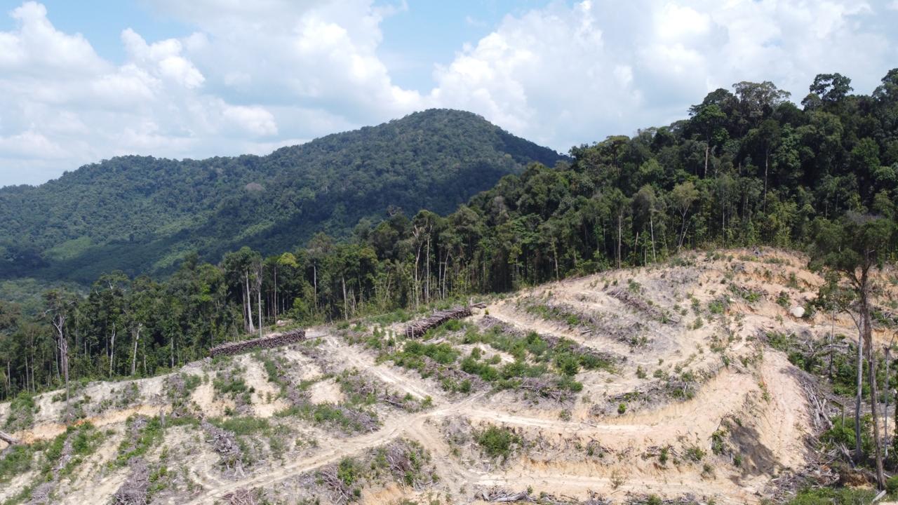 Deforestasi yang dilakukan PT. Mayawana Persada di hutan alam Kabupaten Ketapang dan Kayong Utara.