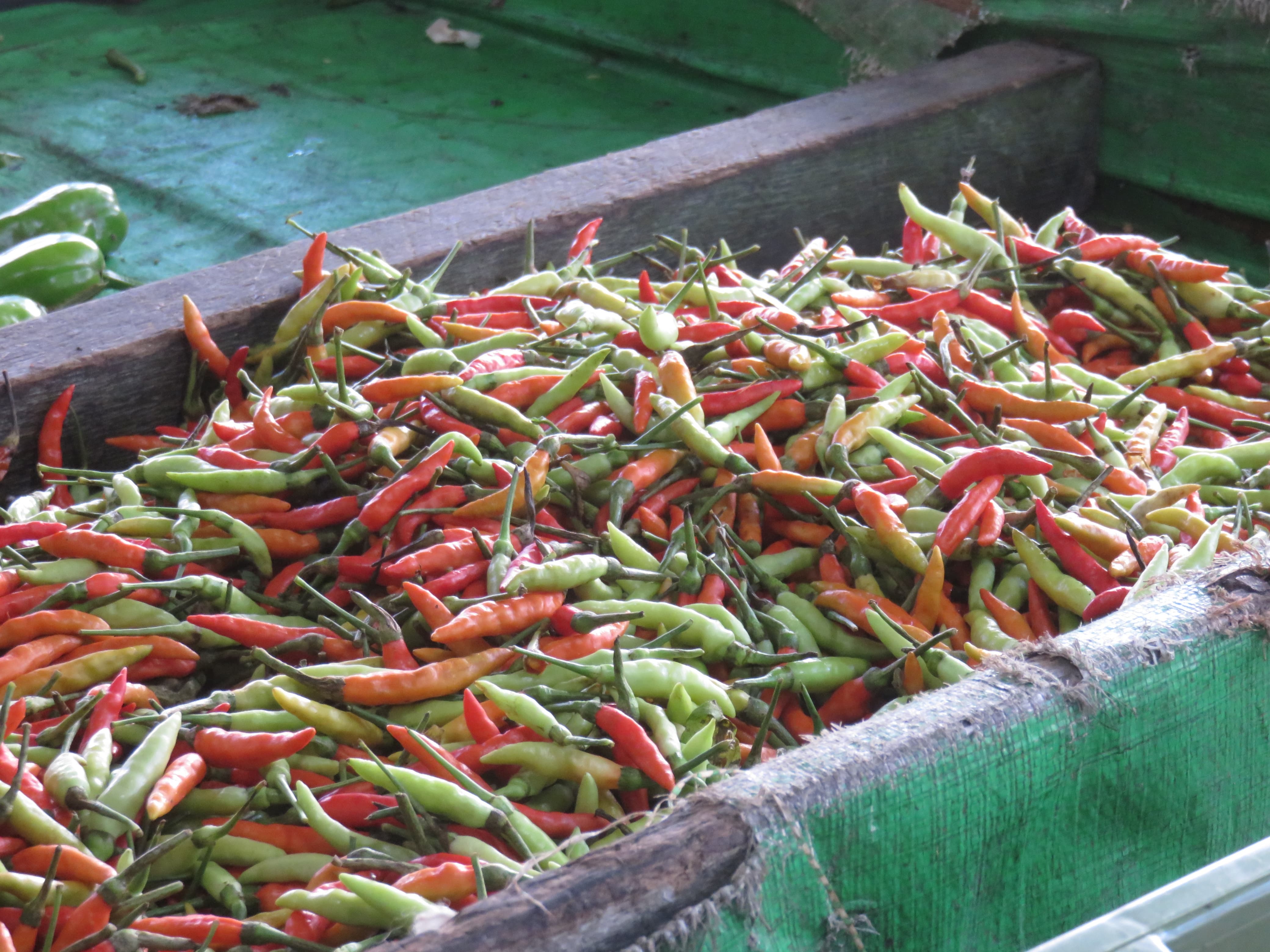 CABAI RAWIT: Ilustrasi cabai rawit. Saat ini di Kecamatan Ngabang harga cabai rawit tembus Rp150 ribu per Kg.
