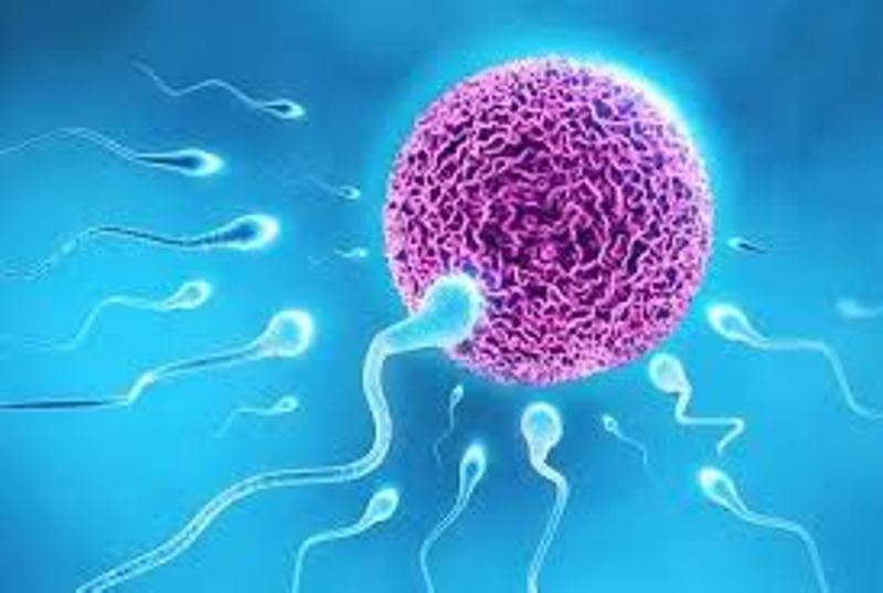 Sperma yang sehat dan berkualitas untuk meningkatkan terjadinya pembuahan.
