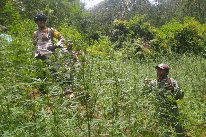 Ladang ganja yang ditemukan di Taman Nasional Bromo Tengger Semeru (TNBTS) berkat kolaborasi Kementerian Kehutanan (Kemenhut) dan Kepolisian RI.