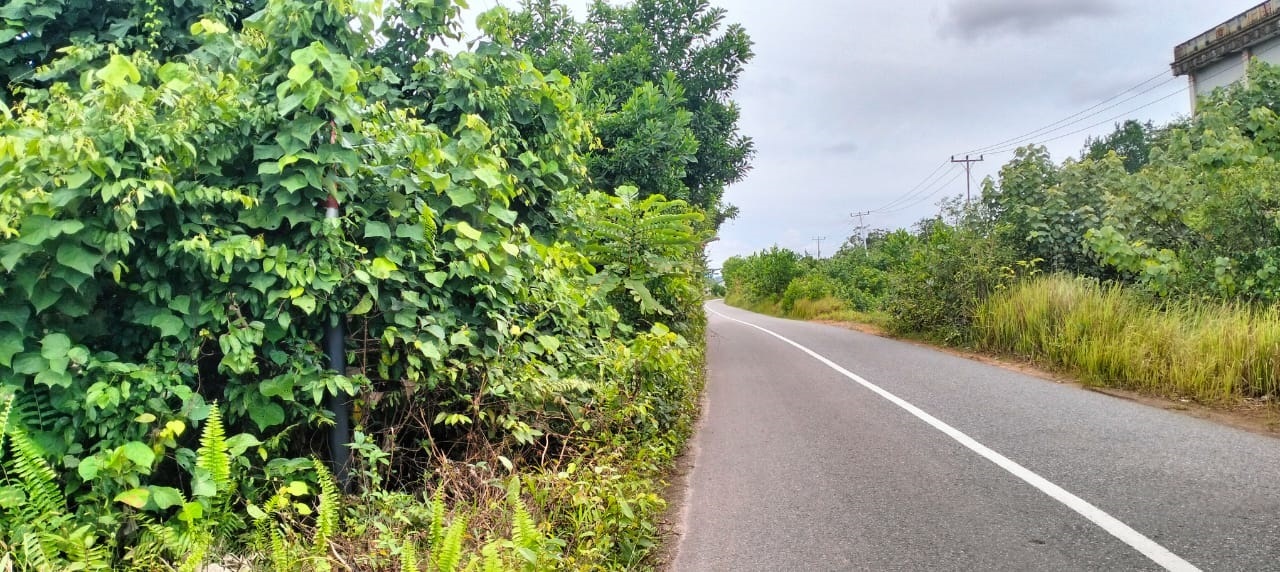 SEMAK: Kondisi beram atau bahu jalan dari Siduk hingga Sukadana yang ditumbuhi semak belukar.