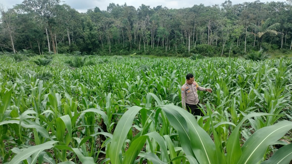 TINJAU: Anggota Bhabinkamtibmas Polres Meranti saat memantau tumbuh kembang tanaman jagung di Dusun Sei Muntik. (Istimewa)