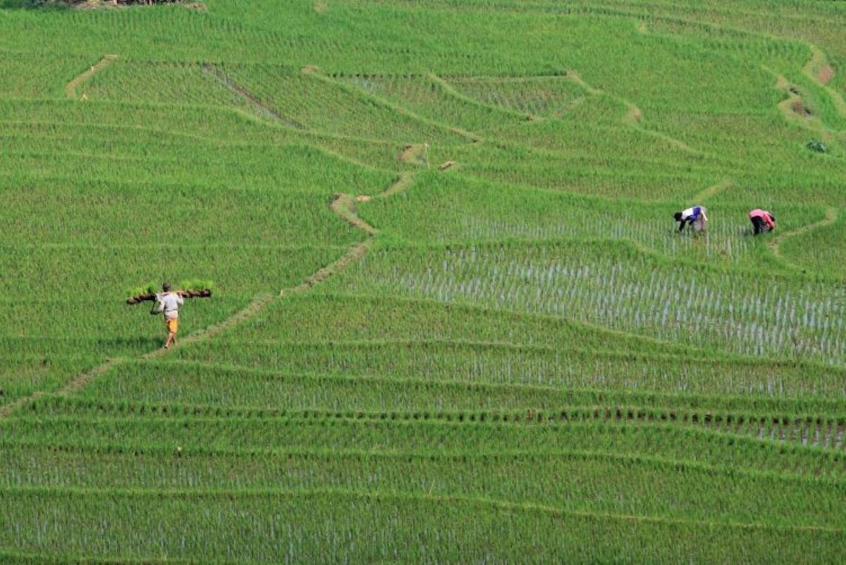 Ilustrasi sawah. (Dedhez Anggara/Antara)