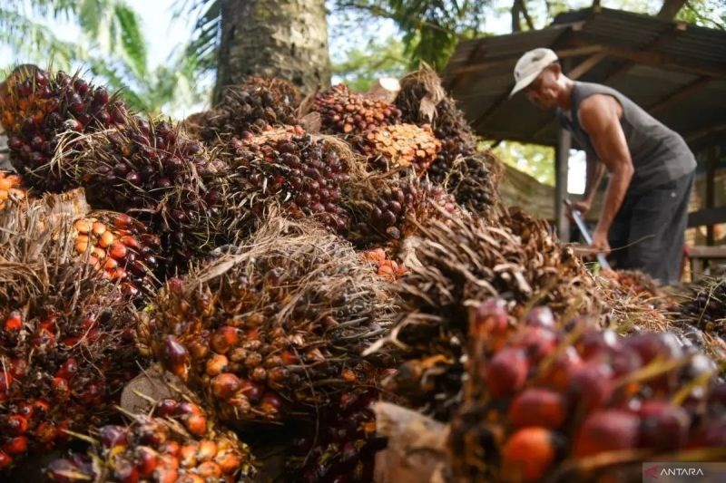 Pekerja mengangkut tandan buah kelapa sawit di kawasan PT Perkebunan Nusantara IV, Deli Serdang, Sumatera Utara. Pemerintah akan merelaksasi berbagai pungutan perpajakan.
