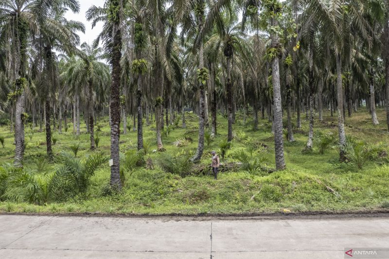 Petani berjalan di lahan perkebunan kelapa sawit Desa Berkah, Muaro Jambi. Saat ini, Indonesia diklaim mendominasi 89 persen pangsa pasar sawit di Amerika Serikat.