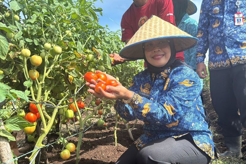 PANEN TOMAT: Bupati Erlina saat memanen buah tomat yang digarap kelompok tani lembah hijau di Desa Peniti Dalam 2.