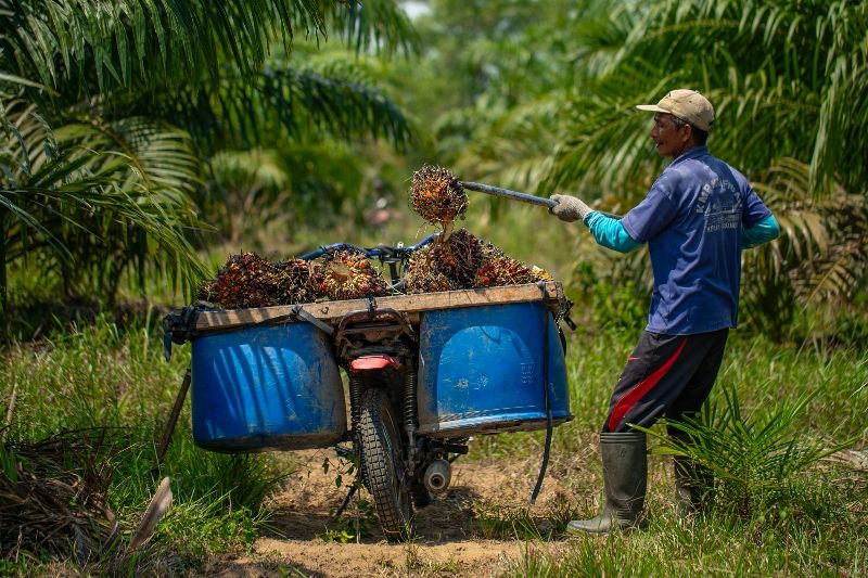Seorang pekerja sawit saat menunjukan berondolan buah sawit.