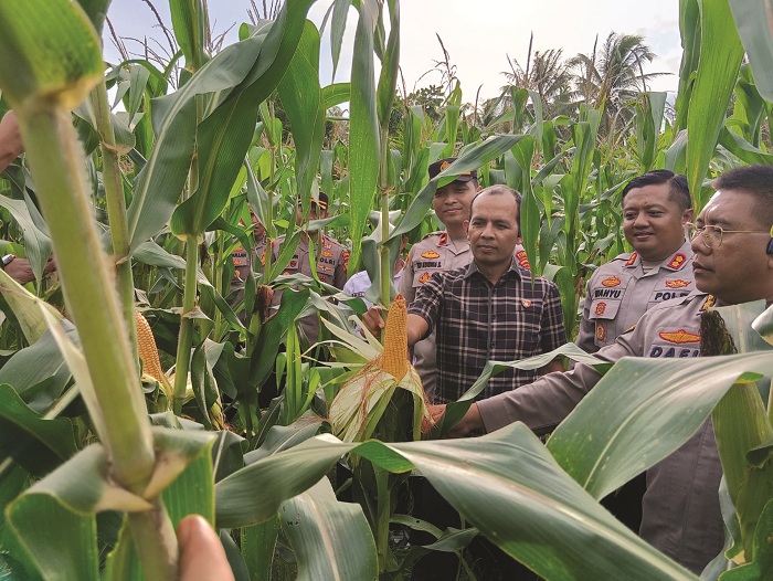 SINERGI : Kebun jagung Semparuk diperkirakan panen Mei 2025 hasil sinergi Polres dan petani.