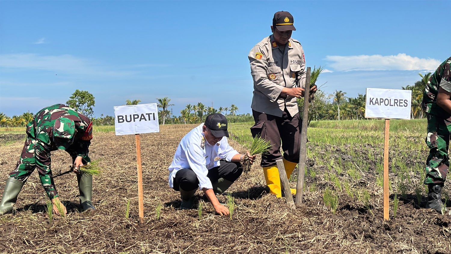 TANAM: Wabup Mempawah Juli Suryadi beserta Forkopimda mengikuti tanam padi serentak.
