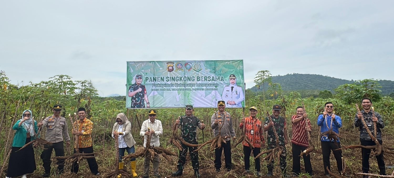 Sekda dan Forkopimda melakukan panen singkong di Desa Toho Ilir.